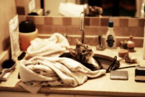 猫の洗面所